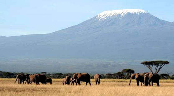 Nairobi Amboseli Safari | 2-Day 1-Night Adventure Safari 